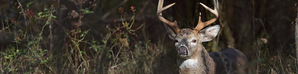 GAME COMMISSION RELEASES DEER HARVEST ESTIMATES